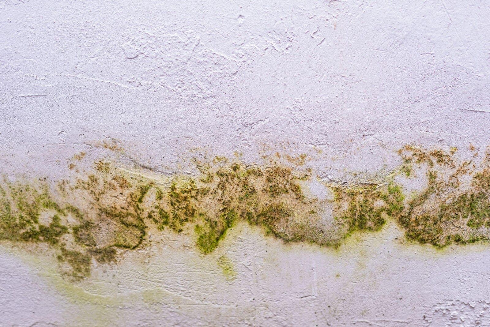 What Causes Mold to Grow Indoors and How to Prevent It